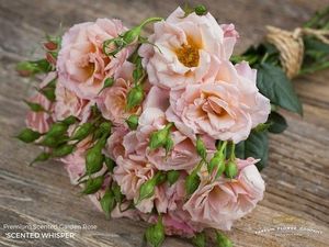 ROSE BR. WHISPER 50